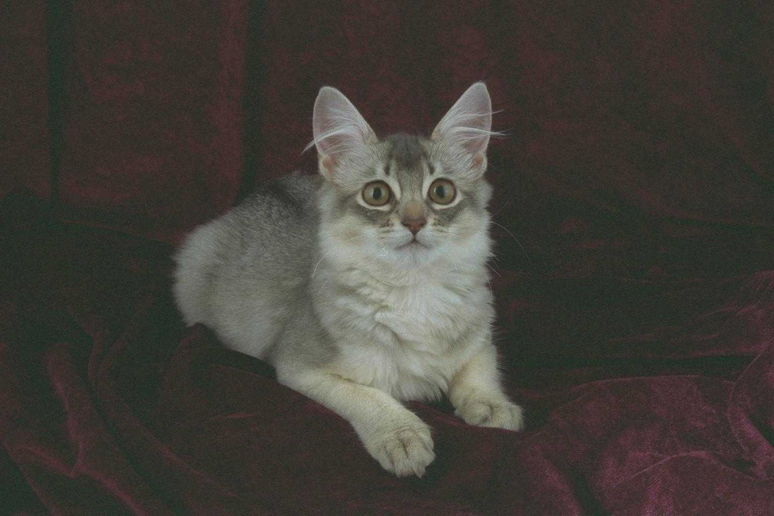 Jozzi
